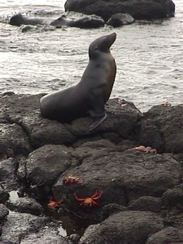 Sea Lion On Rocks With Crabs